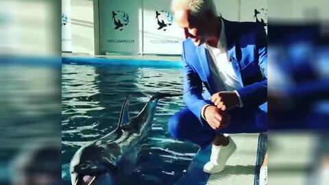 维塔斯海豚音视频,震撼人心的音乐奇迹