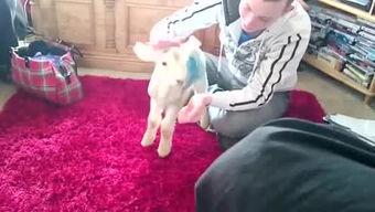 哥搞妹视频,一场青春的狂欢与成长